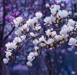 ریمیکس سال بی بهار چاوشی ( بغض وحشی تو‌ گلومه )